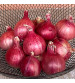 Onion IVONL-351 500 grams